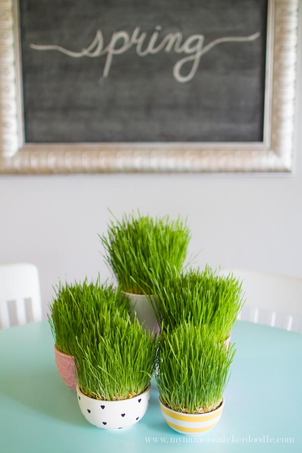 How To Grow Easter Grass  By My Name Is Snickerdoodle